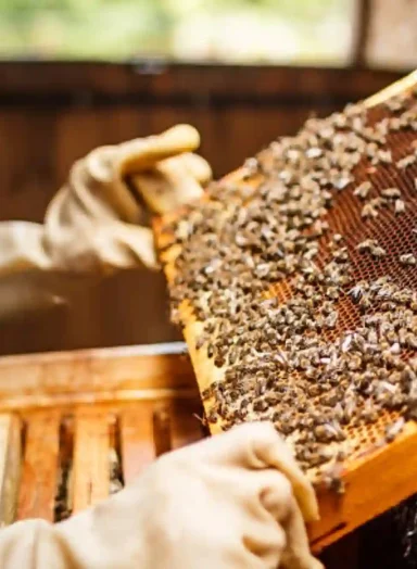Bee-keeping