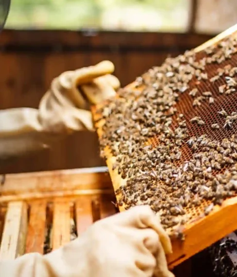 Bee-keeping