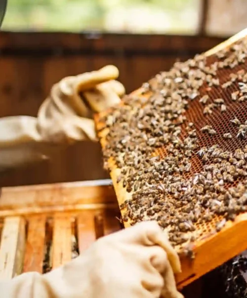Bee-keeping