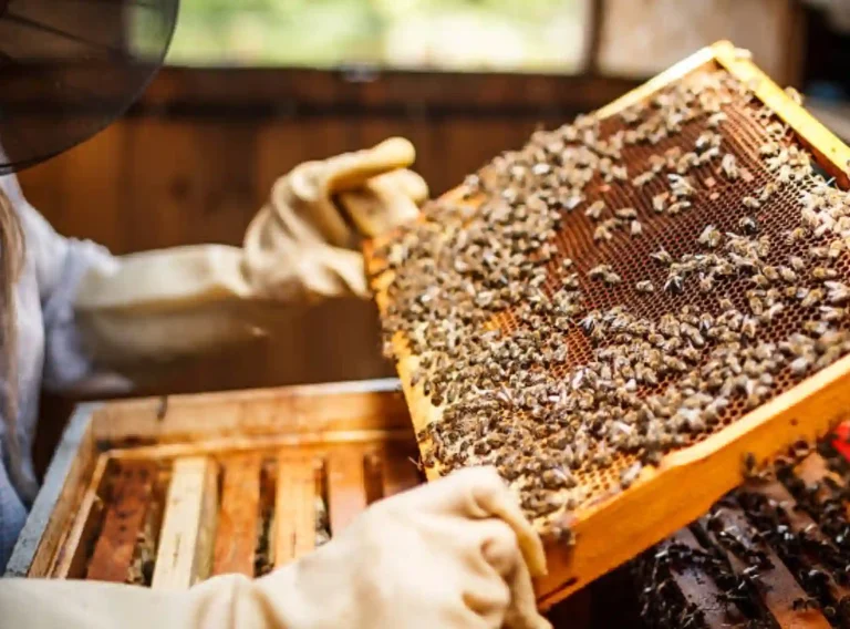 Bee-keeping