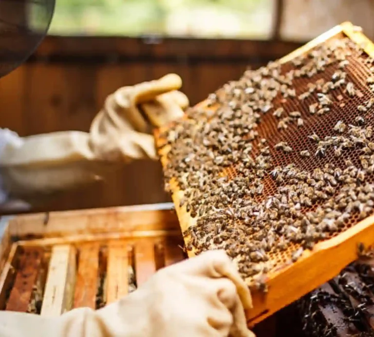 Bee-keeping