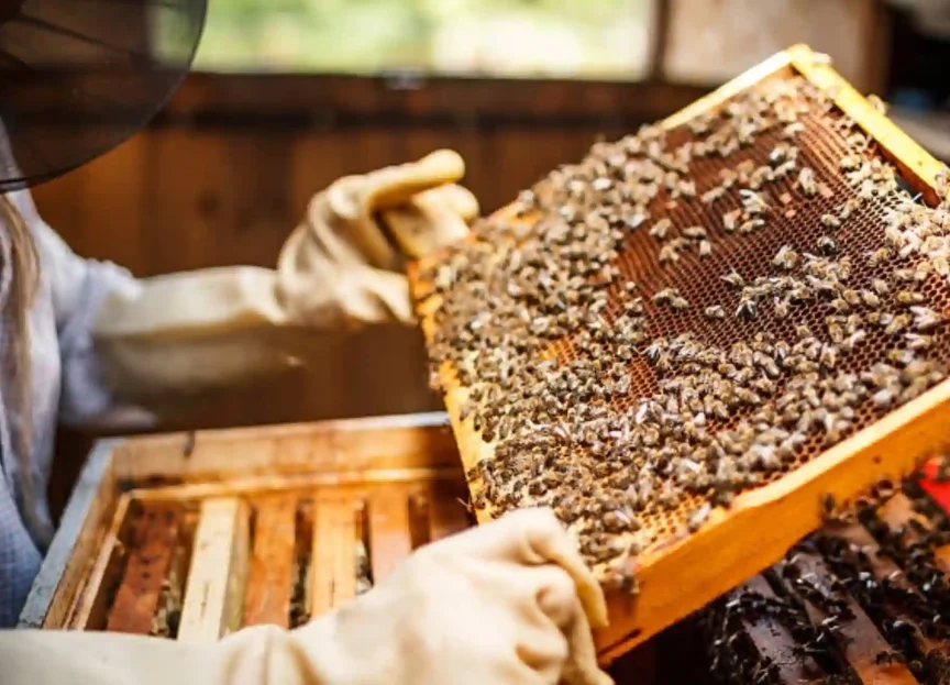 Bee-keeping