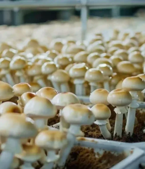mushroom