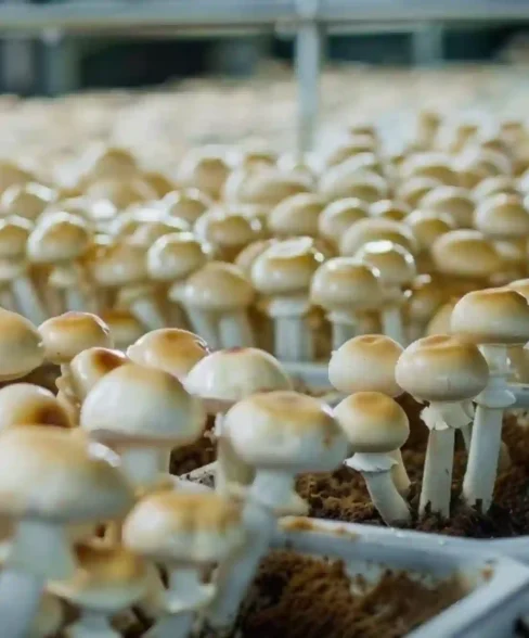 mushroom
